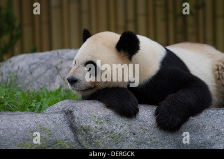 riesigen chinesischen Panda entspannend Stockfoto