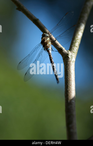 Eine Libelle ruht auf einem Zweig Stockfoto