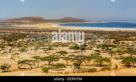 Akazien und spärliche Vegetation in der trockenen Savanne Grasland in Abjatta-Shalla Nationalpark, Äthiopien Stockfoto