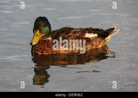 Stockente auf See Stockfoto