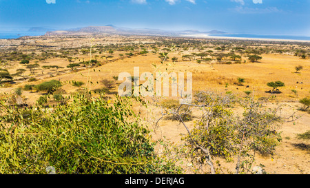 Akazien und spärliche Vegetation in der trockenen Savanne Grasland in Abjatta-Shalla Nationalpark, Äthiopien Stockfoto