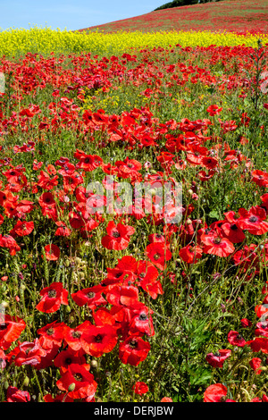 Mohnfeld in der Nähe von Pontefract, West Yorkshire Stockfoto