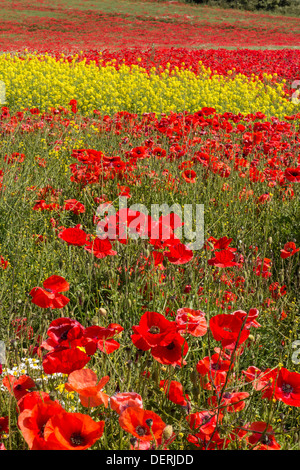 Mohnfeld in der Nähe von Pontefract West Yorkshire Stockfoto