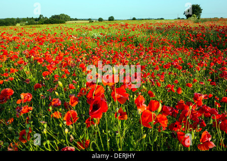 Mohnfeld in der Nähe von Pontefract, West Yorkshire Stockfoto