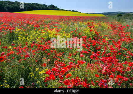 Mohnfeld in der Nähe von Pontefract, West Yorkshire Stockfoto