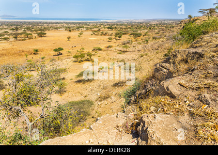 Akazien und spärliche Vegetation in der trockenen Savanne Grasland in Abjatta-Shalla Nationalpark, Äthiopien Stockfoto