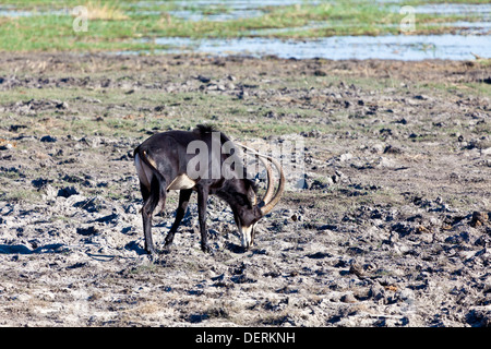 Eine Rappenantilope am Rand von einem Wasserloch im Chobe Nationalpark, Botswana Stockfoto