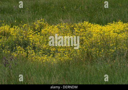 Agrarlandschaft im Drumelzier, Scottish Borders, obere Tweed Valley Stockfoto