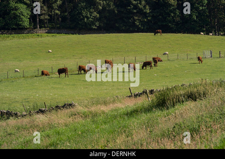 Agrarlandschaft im Drumelzier, Scottish Borders, obere Tweed Valley Stockfoto