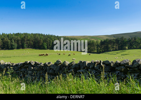 Agrarlandschaft im Drumelzier, Scottish Borders, obere Tweed Valley Stockfoto