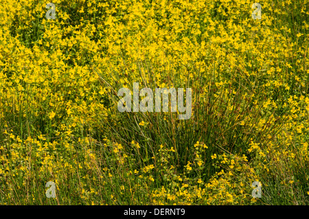 Agrarlandschaft im Drumelzier, Scottish Borders, obere Tweed Valley Stockfoto