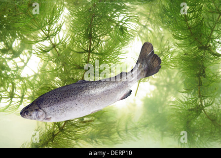 auf Grund der Pflanzen Forellen schwimmen Stockfoto