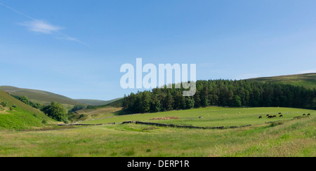 Agrarlandschaft im Drumelzier, Scottish Borders, obere Tweed Valley Stockfoto