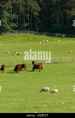 Agrarlandschaft im Drumelzier, Scottish Borders, obere Tweed Valley Stockfoto