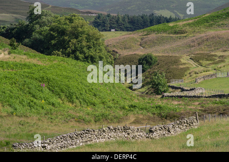 Agrarlandschaft im Drumelzier, Scottish Borders, obere Tweed Valley Stockfoto