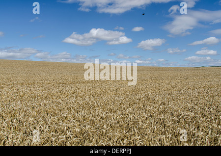 Weizenfeld Stockfoto