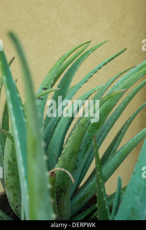 Aloe Vera Pflanze Nahaufnahme Stockfoto