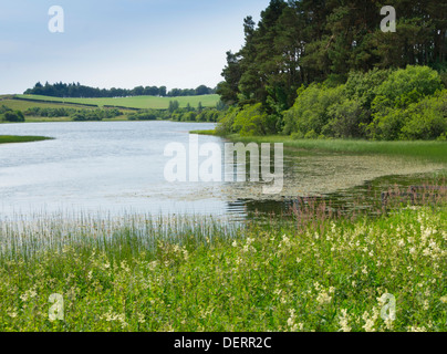 Lindean Loch Naturschutzgebiet und See in der Nähe von Selkirk Scottish Borders, im Sommer Stockfoto
