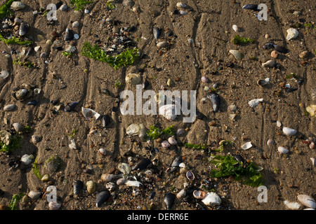 Ebbe in Provincetown, Massachusetts Hafen im Spätsommer. Stockfoto