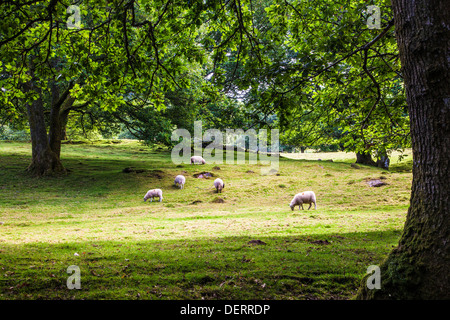 Walisische Schafbeweidung in einem Feld in das Cwm Oergwm in den Brecon Beacons National Park. Stockfoto