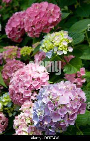 Hortensien in einem öffentlichen Garten im East Village Nachbarschaft von New York City. Stockfoto