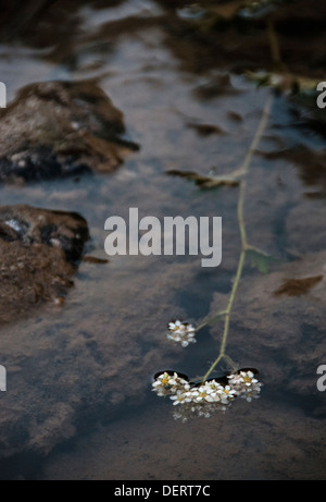 Eine Blume auf dem Wasser schwimmt. Stockfoto