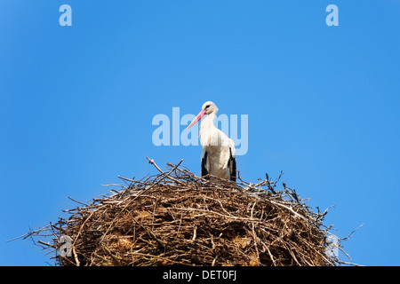 Cloeseup der Storch Vogel im Nest sitzen Stockfoto