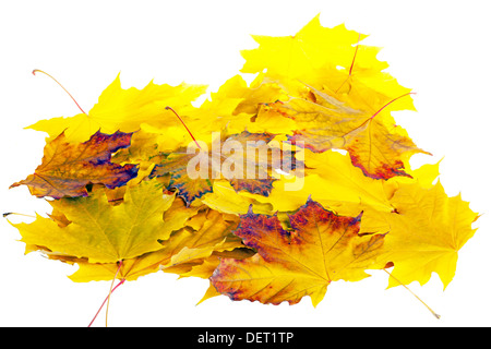 Haufen von Herbst Blätter isolierten auf weißen Hintergrund Stockfoto