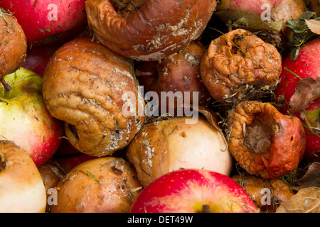 Eine Reihe von unerwarteten Entdeckung Äpfel Stockfoto