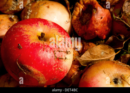 Eine Reihe von unerwarteten Entdeckung Äpfel Stockfoto