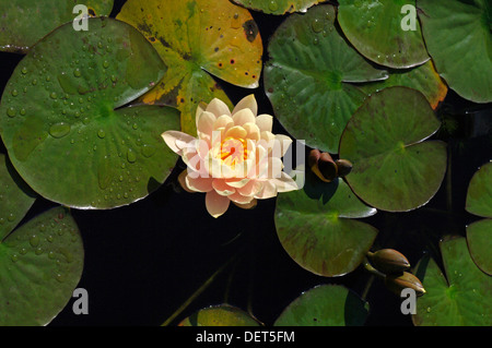 Vogelperspektive der Seerose Nymphaea gelassen über Wasser auf der Oberfläche eines Teiches Stockfoto