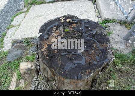 Hausmittel für den Versuch, einen Baumstumpf töten Wurzeln durch Hämmern Nägel hinein und Beschichtung mit Teer. Stockfoto