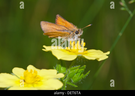 Europäische Skipper Butterfly (Thymelicus kleine) thront, ernähren sich von Schwefel Fingerkraut Charleston Lake Provincial Park, Ontario Stockfoto