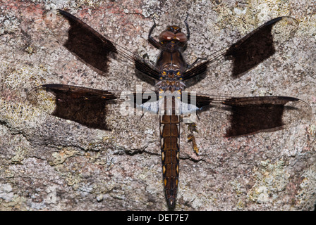 Juvenile gemeinsame Dreibinden Libelle (Plathemis Lydia) liegt auf einem Felsen Hintergrund Frontenac Provincial Park, Ontario Stockfoto