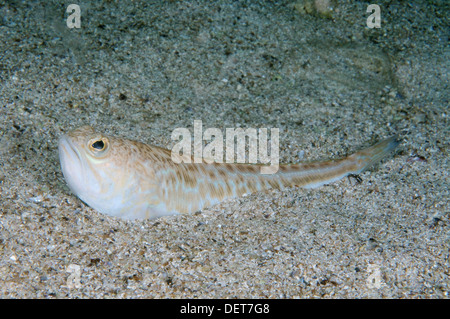 Größere Petermännchen (Trachinus Draco), Schwarzes Meer, Krim, Europa Stockfoto