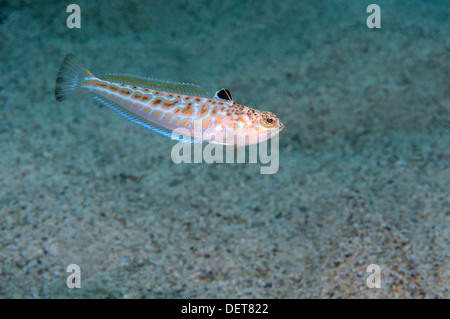 Größere Petermännchen (Trachinus Draco), Schwarzes Meer, Krim, Europa Stockfoto