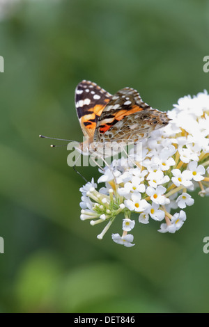 Distelfalter (Vanessa Cardui) sitzend auf der Blüte einen Schmetterlingsstrauch. Stockfoto