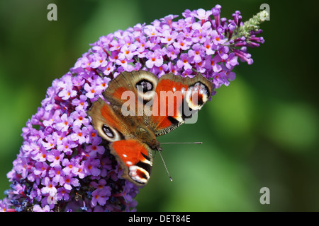 Europäische Pfau (Inachis Io) sitzend auf der Blüte einen Schmetterlingsstrauch. Stockfoto