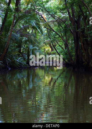 Üppige tropische Bäume spiegeln sich im Indian River in Portsmouth, Dominica. Stockfoto