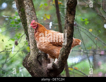 Eine braune Henne thront in der Gabel eines Baumes in einem Chook Stift. Stockfoto