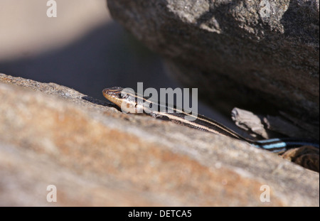 Amerikanische fünf-gezeichnete Skink Stockfoto