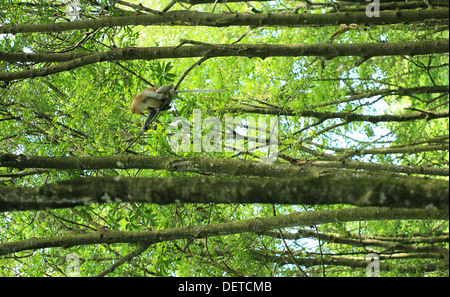 Bekantan ist eine lange Nase Affen, der in Kalimantan (Borneo) Indonesien leben. Dies ist bei den vom Aussterben bedrohten Arten gehören Stockfoto