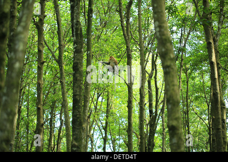 Bekantan ist eine lange Nase Affen, der in Kalimantan (Borneo) Indonesien leben. Dies ist bei den vom Aussterben bedrohten Arten gehören Stockfoto