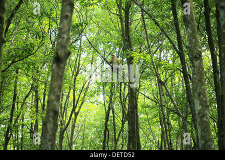 Bekantan ist eine lange Nase Affen, der in Kalimantan (Borneo) Indonesien leben. Dies ist bei den vom Aussterben bedrohten Arten gehören Stockfoto