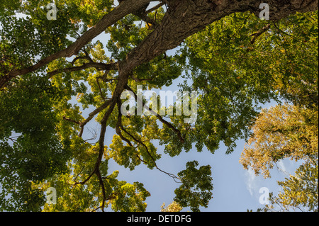 Majestätischer Ahornbaum (Acer sp.) Ich schaue von unten auf Baumkronen vor blauem Himmel, Bäume im Bundesstaat New York. Stockfoto