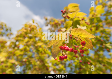 Spindel-Baum mit Kapsel hängende Frucht Beere im Frühherbst Stockfoto