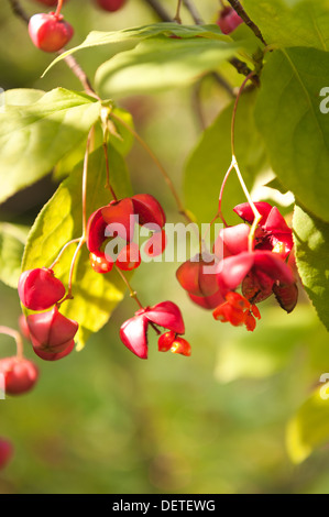 Spindel-Baum mit Kapsel hängende Frucht Beere im Frühherbst Stockfoto