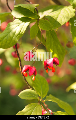 Spindel-Baum mit Kapsel hängende Frucht Beere im Frühherbst Stockfoto