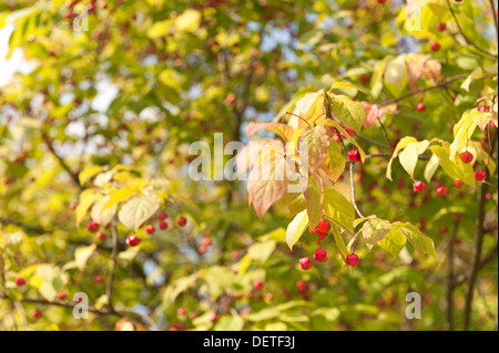 Spindel-Baum mit Kapsel hängende Frucht Beere im Frühherbst Stockfoto