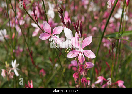 Sternenhimmel Blumen von Gaura Lindheimeri mit langen Staubbeuteln auf Sommertag Stockfoto